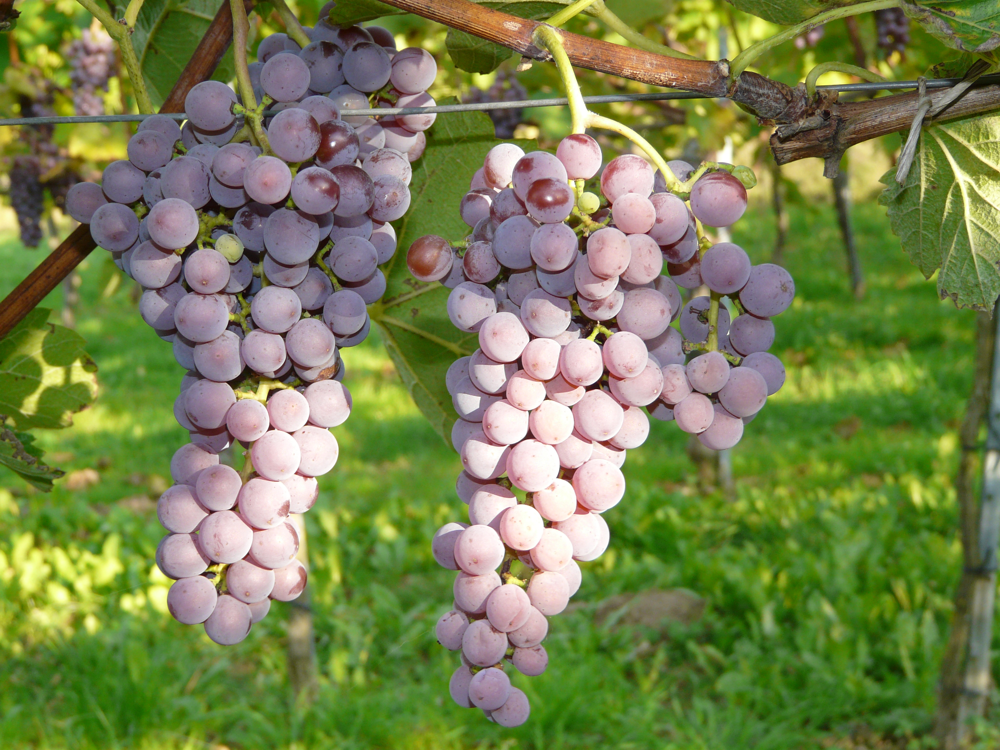 Souvignier gris