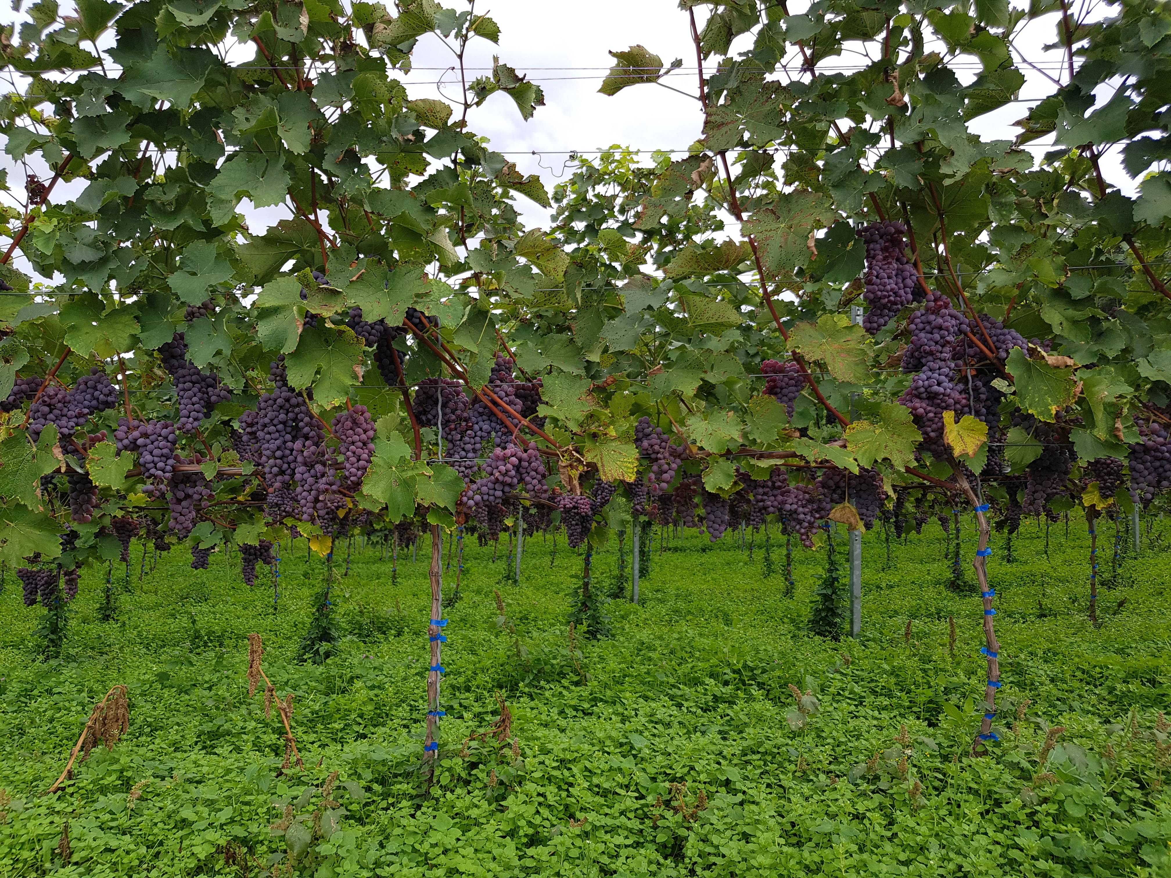 Souvignier gris