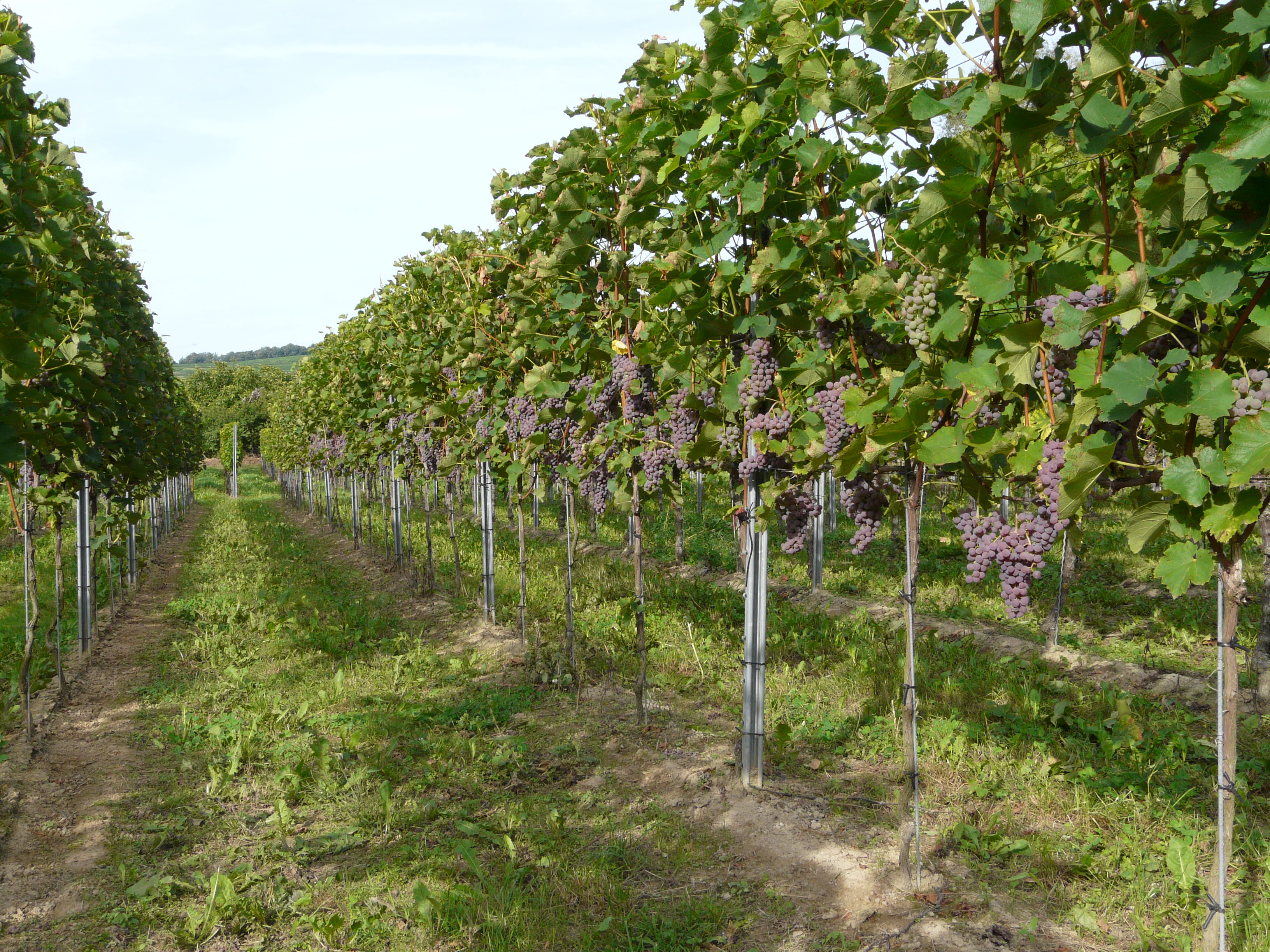 Souvignier gris
