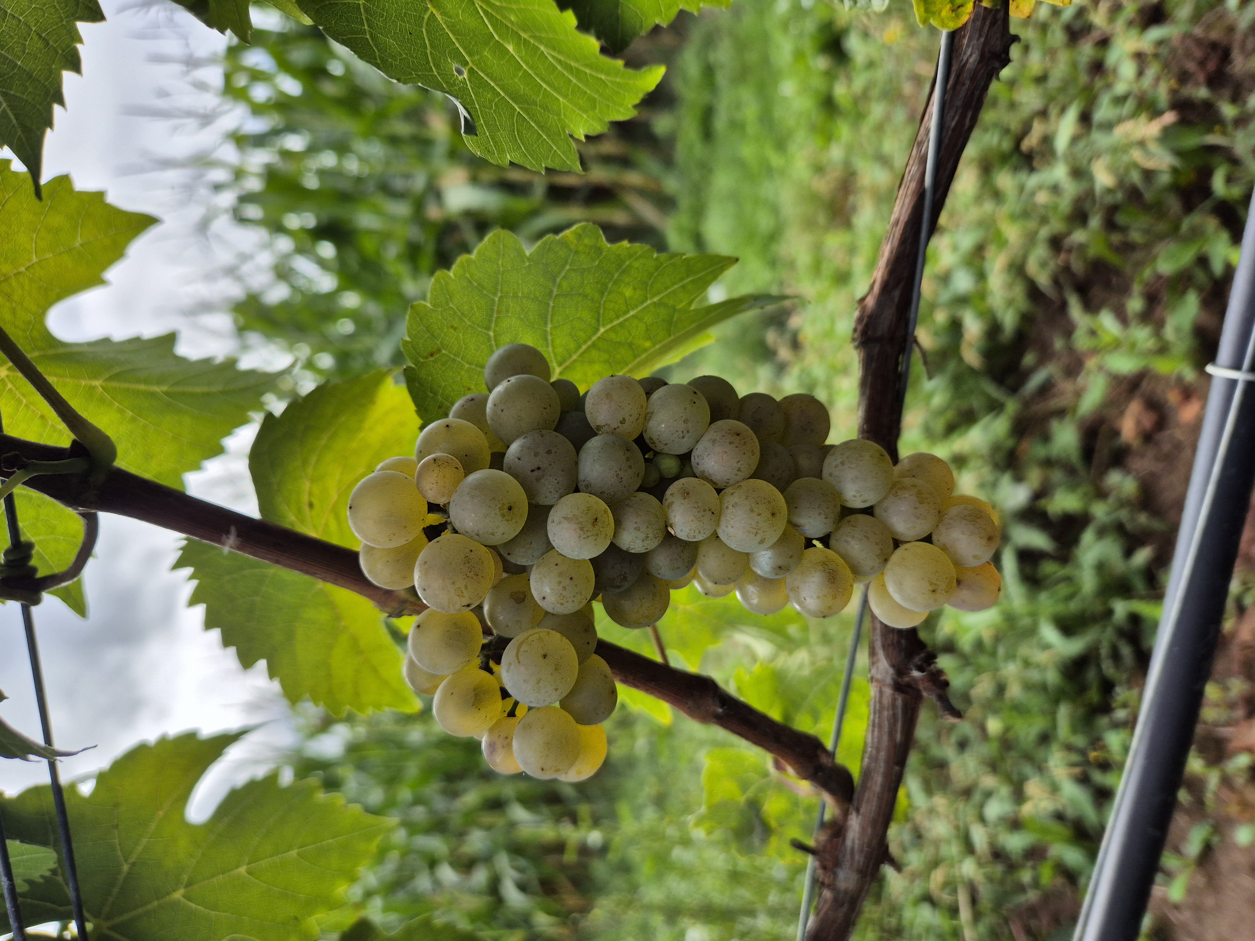 Calardis blanc