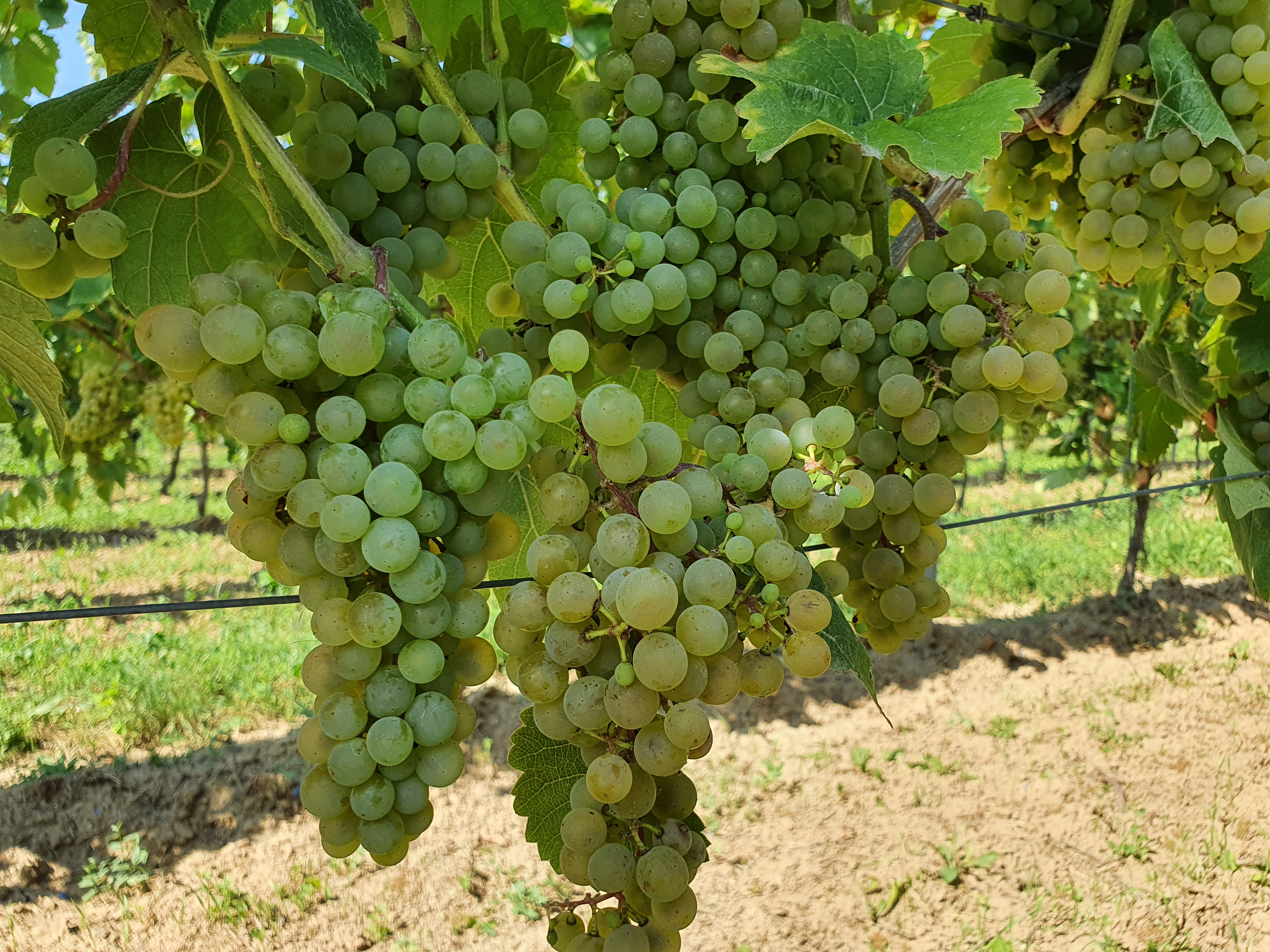 Calardis blanc