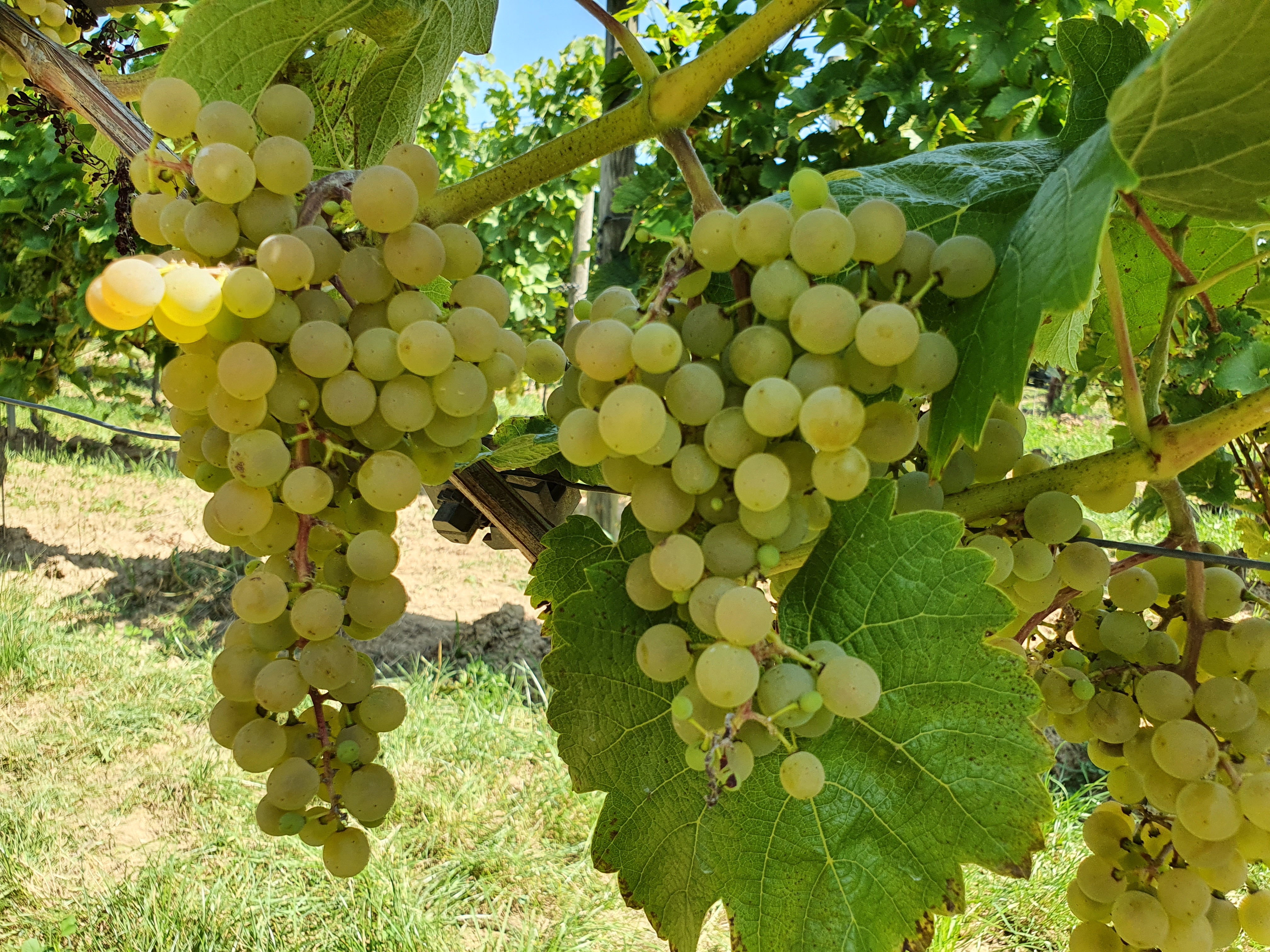 Calardis blanc