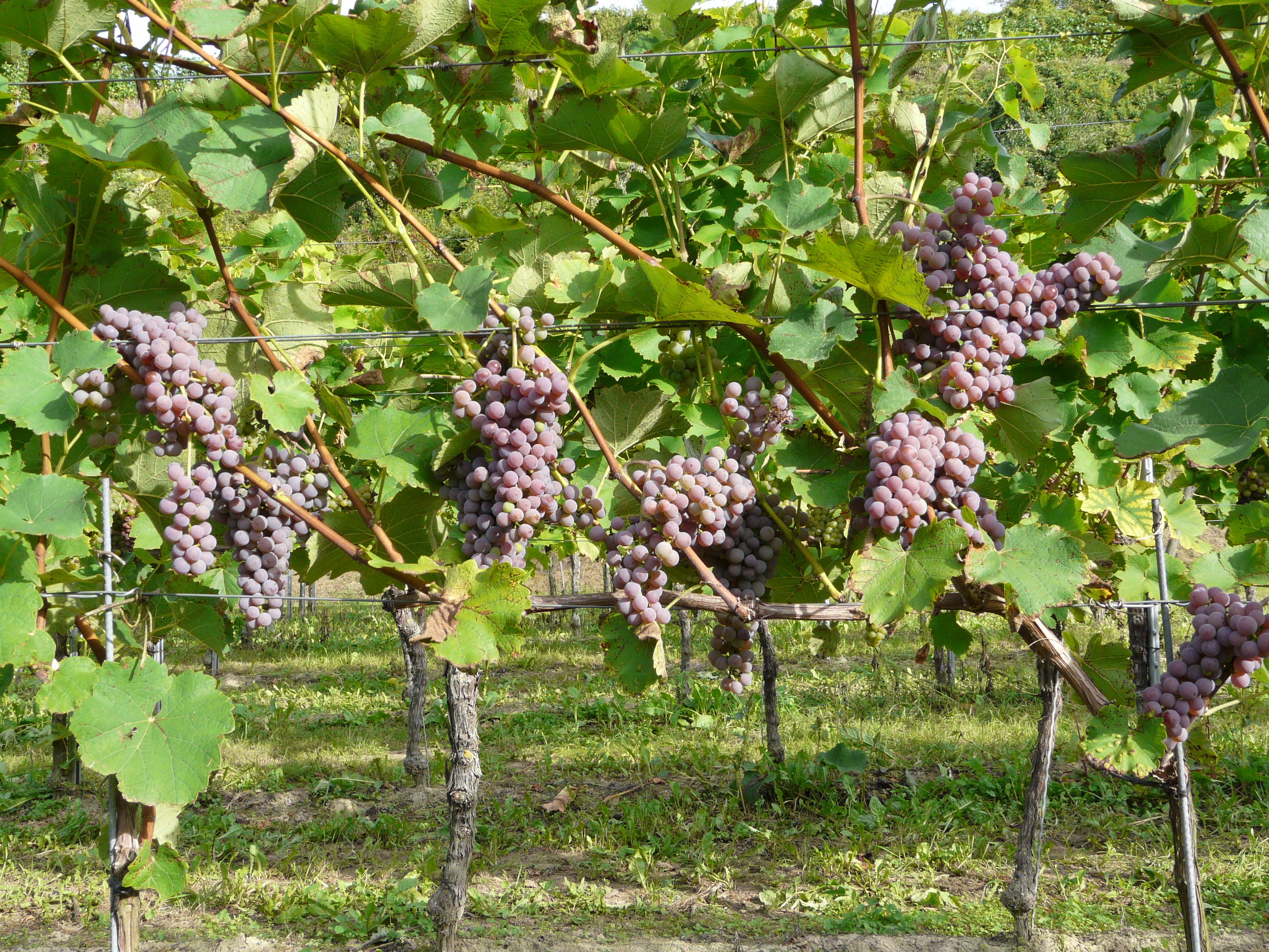 Souvignier gris