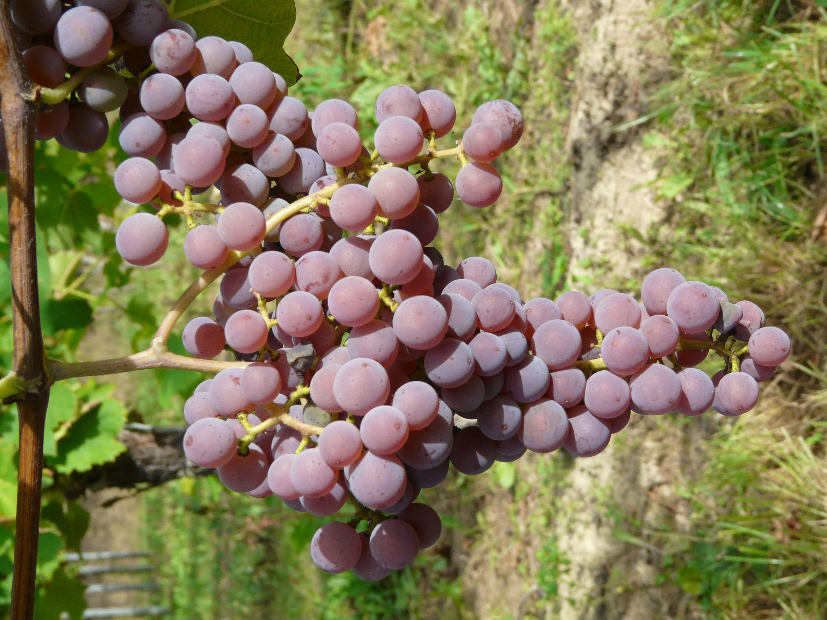 Souvignier gris