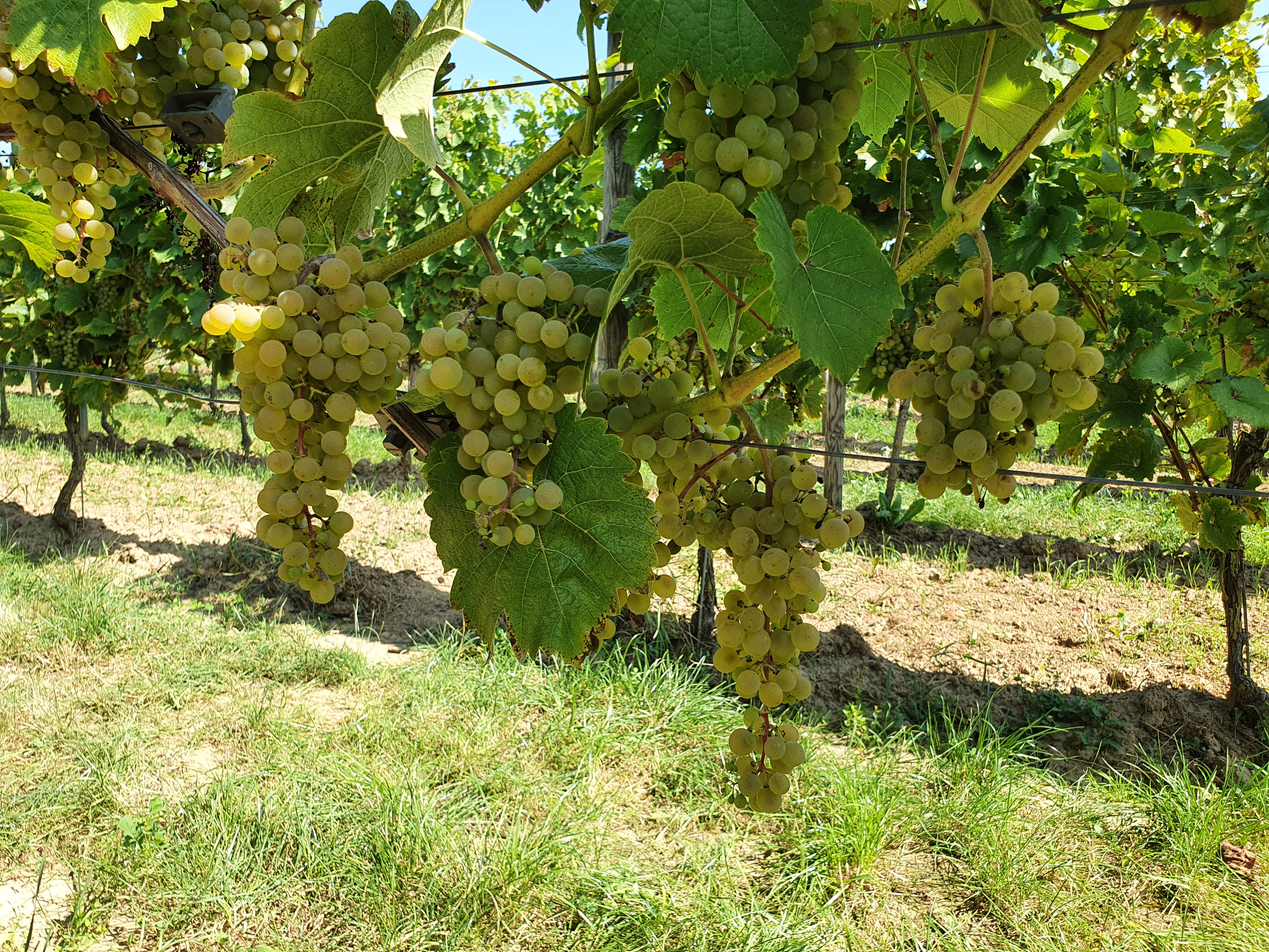 Calardis blanc