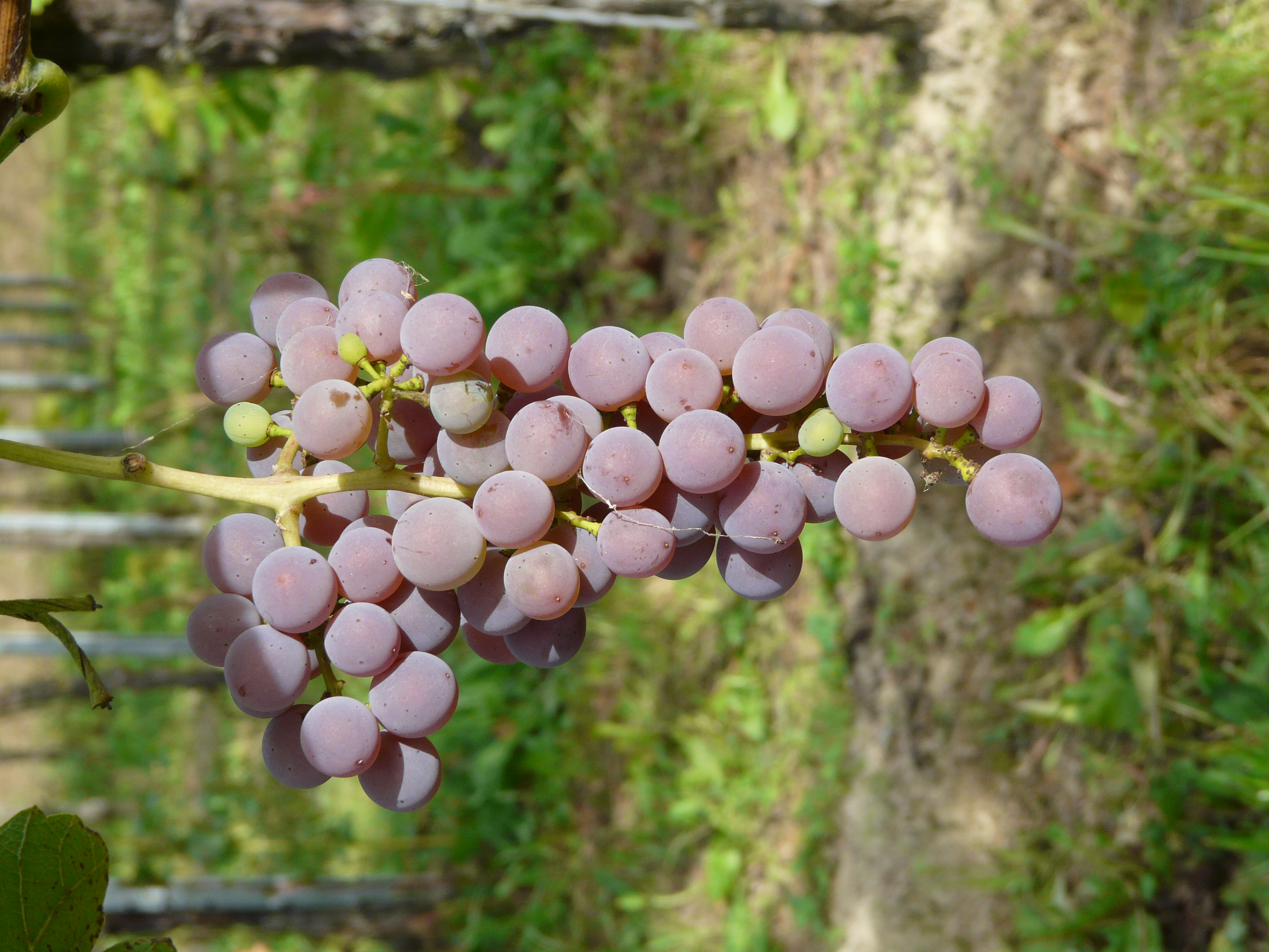 Souvignier gris